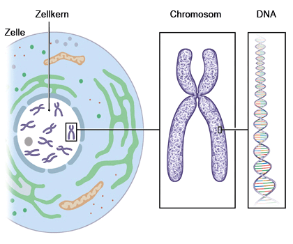 Grafik: Im Zellkern befinden sich mehrere Chromosomen aus DNA - wie im Text beschrieben