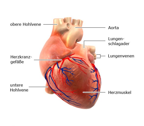 Grafik: Herz mit Herzkranzgefäßen