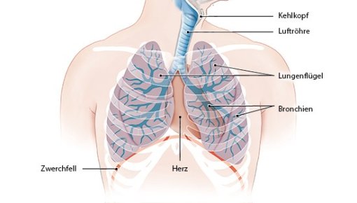 Grafik von Aufbau der Atemwege