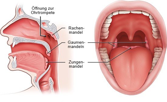 Grafik: Lage der Mandeln. Links: Querschnitt Kopf seitlich, rechts: Blick in den Mund