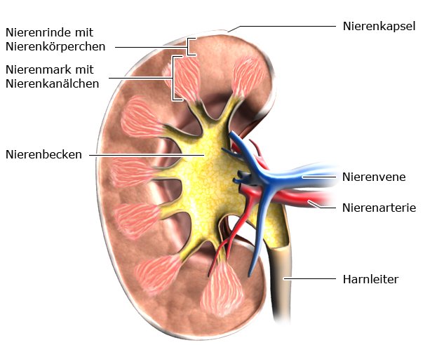 Grafik: Längsschnitt Niere