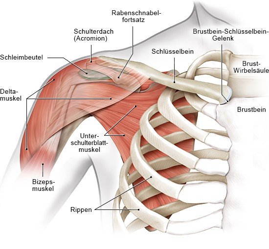 Grafik: Die Muskeln im Schulterbereich (Ansicht von vorn)