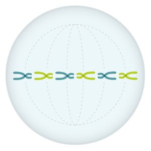 Grafik: Die verdoppelten Chromosomen sammeln sich in der Zellmitte