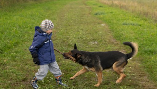 Foto von einem Jungen und seinem Hund im Grünen