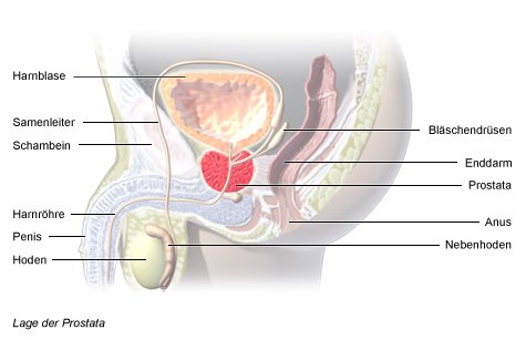 Grafik: Lage der Prostata