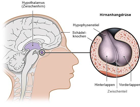 Grafik: Hirnanhangdrüse - Lage und einzelne Teile, wie im Text beschrieben