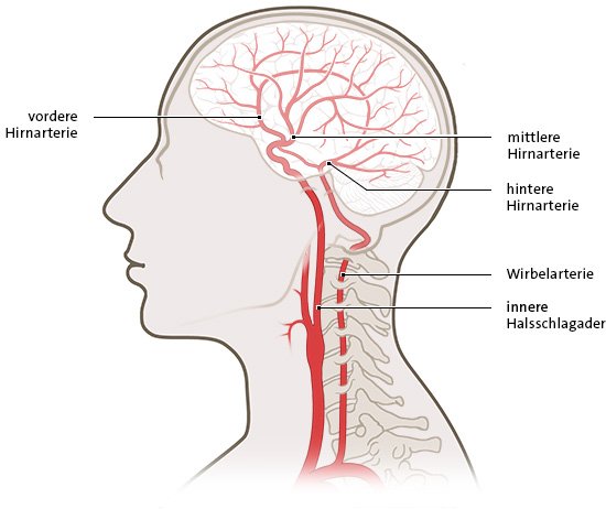 Die vereinfachte anatomische Grafik zeigt die Durchblutung im Gehirn in Seitenansicht.