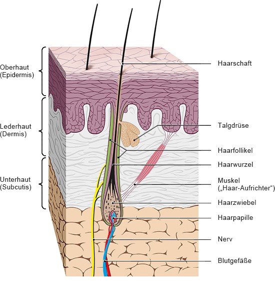 Aufbau eines Haares