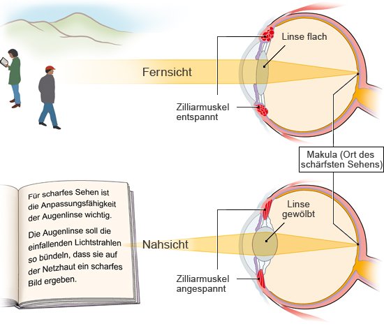 Grafik: Anpassung an Nah- und Fernsicht