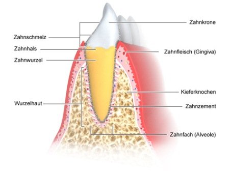 Die vereinfachte anatomische Grafik zeigt den Zahnhalteapparat im Querschnitt.