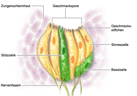 Grafik: Geschmacksknospe