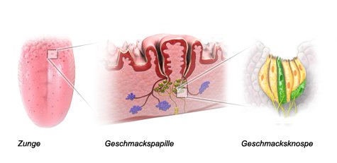 Grafik: Zunge, Geschmackspapille und Geschmacksknospe