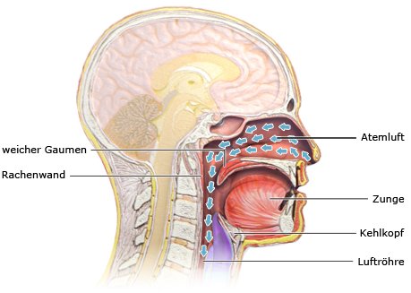 Die vereinfachte anatomische Grafik zeigt den Ablauf der normalen Atmung anhand eines Querschnitts des Kopfes.