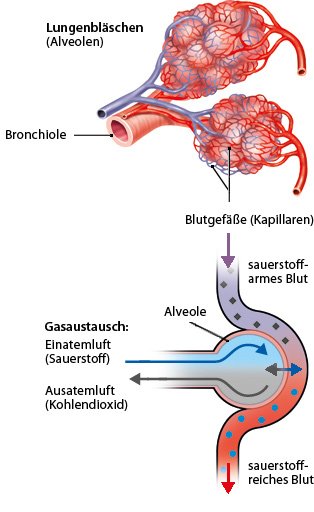 Die obere Grafik zeigt die Lungenbläschen, die traubenartig an den Bronchialzweigen hängen, die untere Grafik den Gasaustausch in der Lunge.
