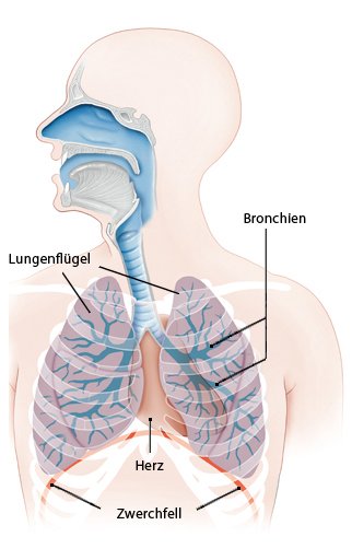 Die anatomische Grafik zeigt die Lunge mit den beiden Lungenflügeln und den Bronchien.