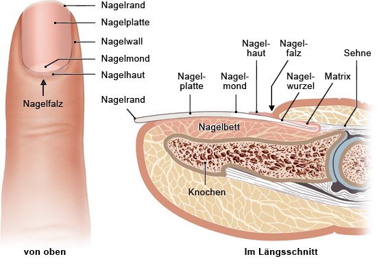 Grafik: Aufbau der Nägel