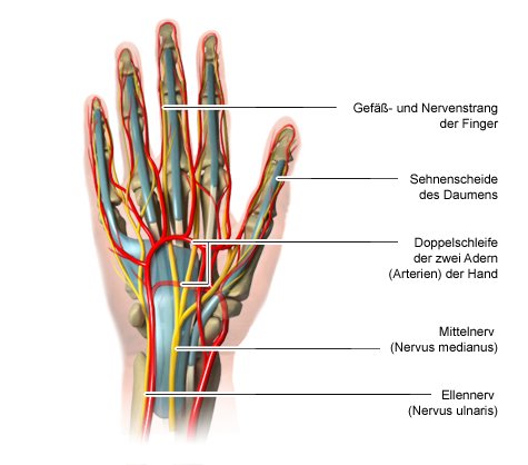 Die anatomische Grafik zeigt den Verlauf der wichtigsten Nerven und Blutgefäße der Hand.