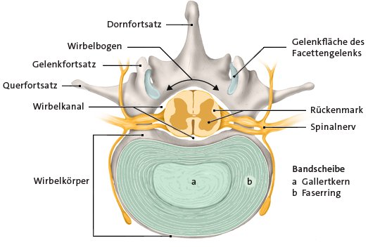 Die anatomische Grafik zeigt einen Lendenwirbel mit Bandscheibe im Querschnitt.