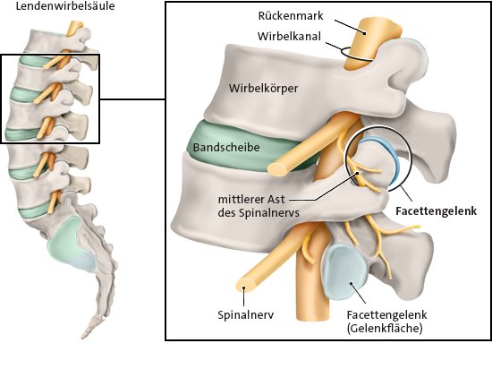 Die vereinfachte anatomische Grafik zeigt die Lage des mittleren Asts der rückenversorgenden Nerven in Detailansicht (rechts).
