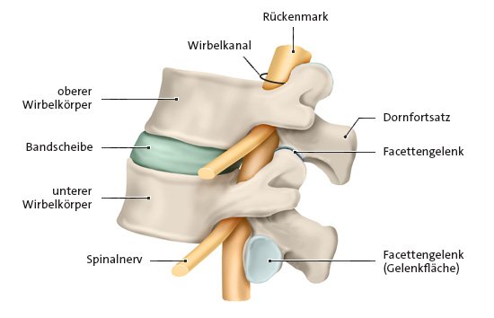 Die anatomische Grafik zeigt zwei Lendenwirbel mit Bandscheibe in Seitenansicht.