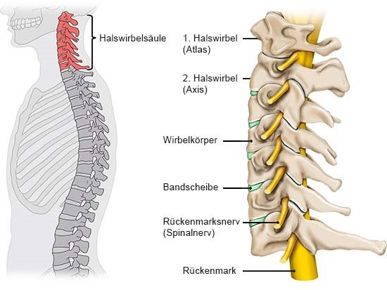Die Grafik zeigt den Aufbau der Halswirbelsäule mit Knochen, Bandscheiben und Nerven sowie ihre Lage im Körper (links).