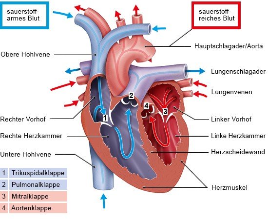 Die anatomische Grafik zeigt, wo sich die vier Herzklappen befinden und wie der Blutfluss im Herzen funktioniert.