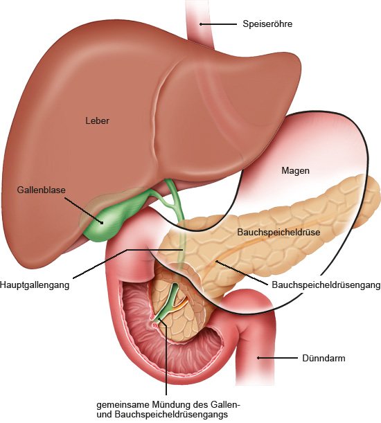 Die anatomische Grafik zeigt die Bauchspeicheldrüse und die benachbarten Organe Magen, Leber, Gallenblase und Darm.