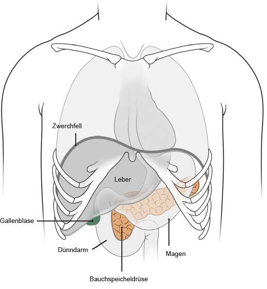 Die anatomische Grafik zeigt die Lage der Bauchspeicheldrüse quer im Oberbauch hinter dem Magen. Sie ist circa 15 bis 20 cm lang.