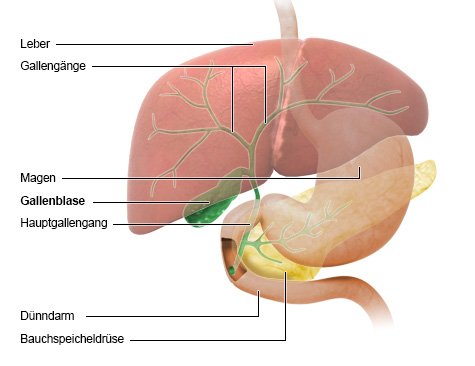 Die vereinfachte anatomische Grafik zeigt die Lage der Gallenblase und anderer Verdauungsorgane