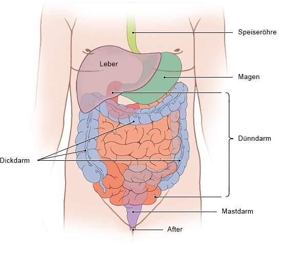 Die vereinfachte anatomische Grafik zeigt die Lage des Darms im Verdauungssystem.