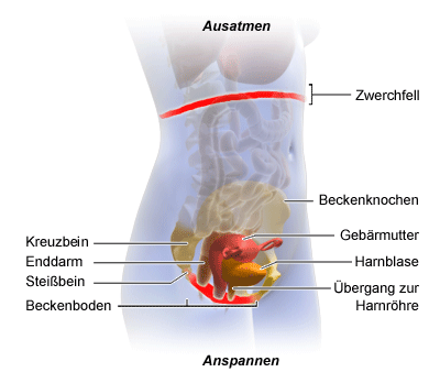 Die animierte Grafik zeigt das An- und Entspannen des Beckenbodens beim Aus- und Einatmen.