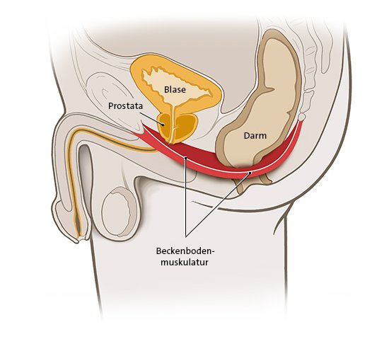 Die vereinfachte anatomische Grafik zeigt die Lage des männlichen Beckenbodens und angrenzende Organe.