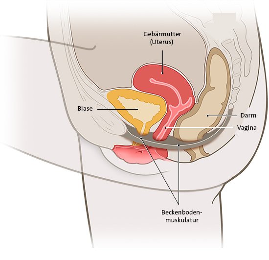 Die vereinfachte anatomische Grafik zeigt den weiblichen Beckenboden und angrenzende Organe.