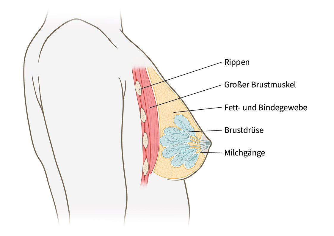 Aufbau der weiblichen Brust