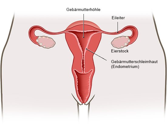 Die anatomische Grafik des weiblichen Unterleibs zeigt die Gebärmutter ohne Endometriose in Frontalansicht.