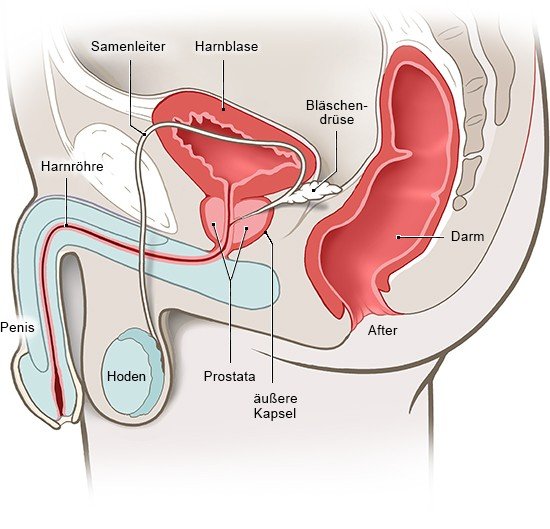 Die anatomische Grafik zeigt die männlichen Geschlechtsorgane in der Seitenansicht.