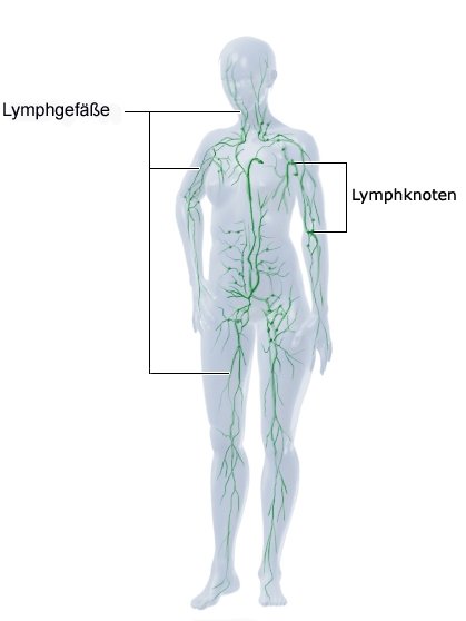 Grafik: Lymphsystem