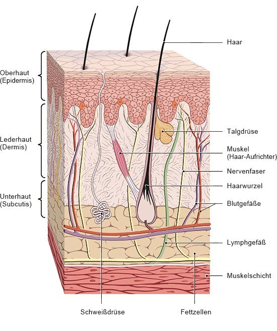 Die anatomische Grafik zeigt den Aufbau der Haut.