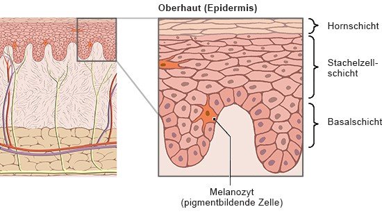 Die anatomische Grafik zeigt die Lage der Oberhaut sowie eine Detailansicht ihres Aufbaus. 