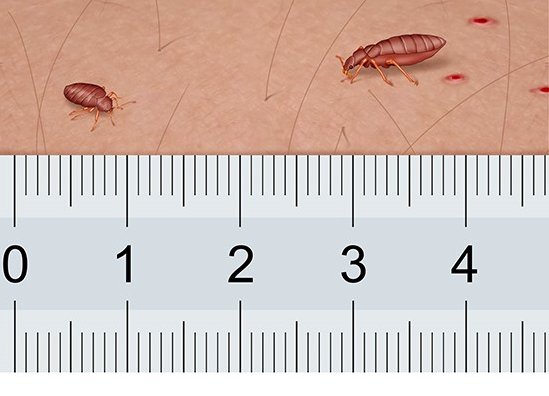 Bettwanzen (rechte Bettwanze vollgesogen mit Blut)