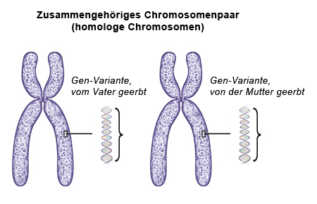 Die Grafik zeigt ein zusammengehöriges Chromosomenpaar.