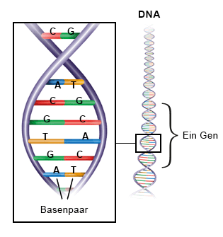 Die Grafik zeigt die DNA, die einer Strickleiter mit unterschiedlichen Sprossen gleicht.