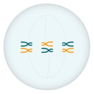 Grafik: Zusammengehörige Chromosomenpaare lagern sich in der Zellmitte zusammen