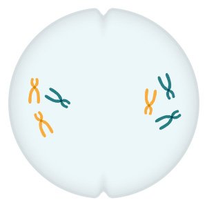 Grafik: Die Chromosomenpaare werden getrennt und auf beide Zellhälften verteilt