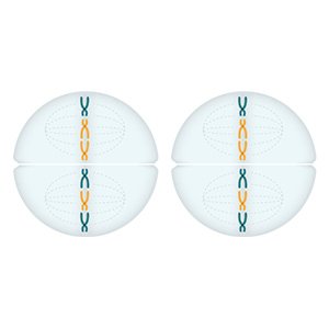 Grafik: Bei zweiter Teilung trennen sich die Kopien der Chromosomen voneinander