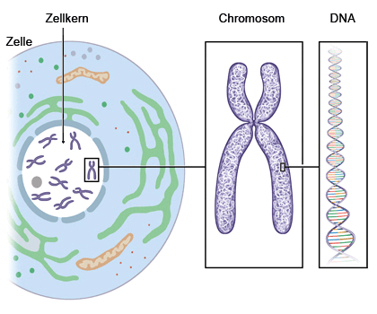 Die Grafik zeigt links das Erbgut im Zellkern und rechts in Detailansicht ein Chromosom sowie die DNA, die einer Strickleiter gleicht.