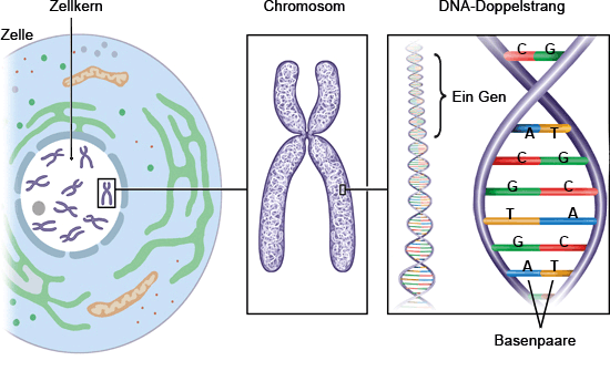 Die Grafik zeigt links das Erbgut im Zellkern und rechts in Detailansicht ein Chromosom sowie die DNA, die einer Strickleiter gleicht.