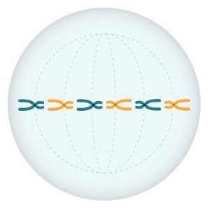 Grafik: Die verdoppelten Chromosomen sammeln sich in der Zellmitte