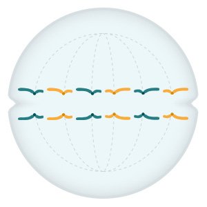 Grafik: Die zwei Kopien jedes Chromosoms wandern je in eine Hälfte der Zelle