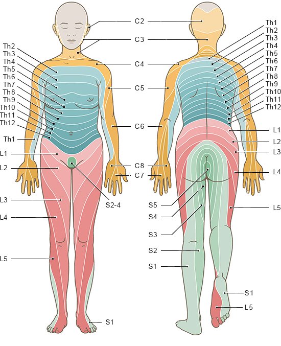 Die anatomische Grafik zeigt, wo im Körper die Dermatome liegen, wie sie benannt werden und welche Spinalnerven für sie zuständig sind.
